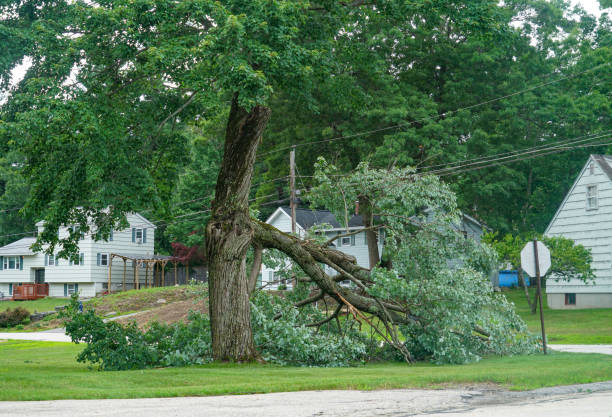 Best Tree Risk Assessment  in Mount Ivy, NY